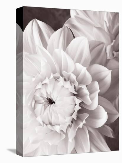 Black and White Dahlias I-Christine Zalewski-Stretched Canvas