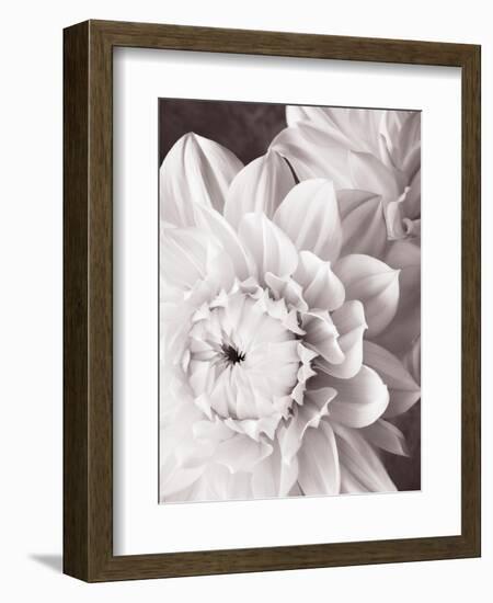 Black and White Dahlias I-Christine Zalewski-Framed Art Print