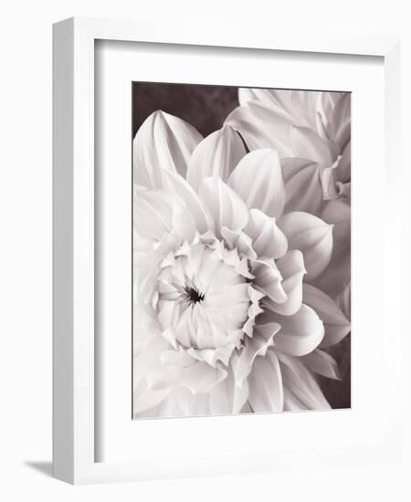 Black and White Dahlias I-Christine Zalewski-Framed Art Print