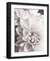 Black and White Dahlias II-Christine Zalewski-Framed Art Print