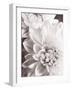 Black and White Dahlias II-Christine Zalewski-Framed Art Print