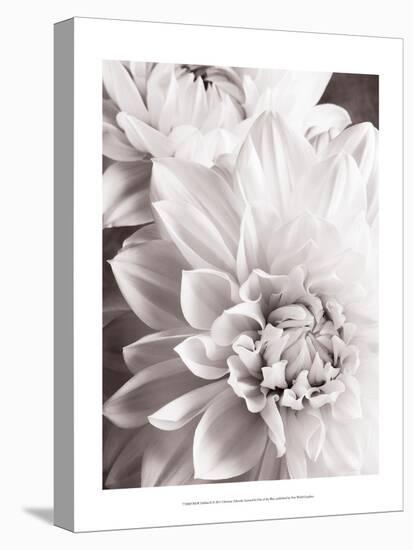 Black and White Dahlias II-Christine Zalewski-Stretched Canvas