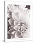 Black and White Dahlias II-Christine Zalewski-Stretched Canvas