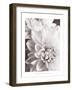 Black and White Dahlias II-Christine Zalewski-Framed Premium Giclee Print