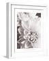 Black and White Dahlias II-Christine Zalewski-Framed Premium Giclee Print