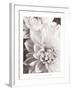 Black and White Dahlias II-Christine Zalewski-Framed Art Print