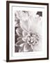 Black and White Dahlias II-Christine Zalewski-Framed Art Print