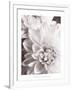 Black and White Dahlias II-Christine Zalewski-Framed Art Print