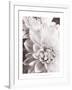 Black and White Dahlias II-Christine Zalewski-Framed Art Print