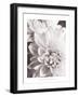 Black and White Dahlias II-Christine Zalewski-Framed Art Print