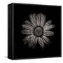 Black And White Daisy IV-Brian Carson-Framed Stretched Canvas