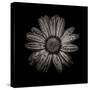 Black And White Daisy IV-Brian Carson-Stretched Canvas
