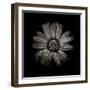 Black And White Daisy IV-Brian Carson-Framed Photo