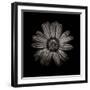 Black And White Daisy IV-Brian Carson-Framed Photo
