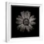 Black And White Daisy IV-Brian Carson-Framed Photo