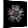 Black And White Daisy IV-Brian Carson-Mounted Photo