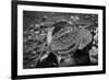 Black and White distorted view through a clear ball of branches and leaves-null-Framed Photo