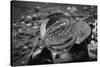 Black and White distorted view through a clear ball of branches and leaves-null-Stretched Canvas