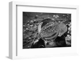 Black and White distorted view through a clear ball of branches and leaves-null-Framed Photo