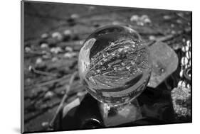 Black and White distorted view through a clear ball of branches and leaves-null-Mounted Photo