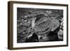 Black and White distorted view through a clear ball of branches and leaves-null-Framed Photo