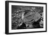 Black and White distorted view through a clear ball of branches and leaves-null-Framed Photo
