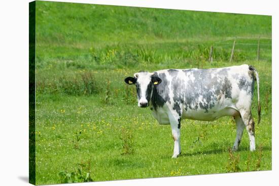 Black and White Dutch Cow in Grass Fields-Ivonnewierink-Stretched Canvas