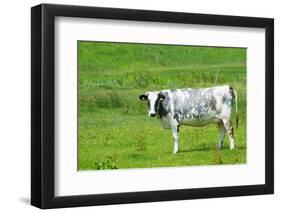 Black and White Dutch Cow in Grass Fields-Ivonnewierink-Framed Photographic Print