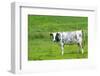 Black and White Dutch Cow in Grass Fields-Ivonnewierink-Framed Photographic Print