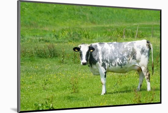 Black and White Dutch Cow in Grass Fields-Ivonnewierink-Mounted Photographic Print