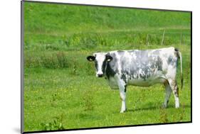 Black and White Dutch Cow in Grass Fields-Ivonnewierink-Mounted Photographic Print
