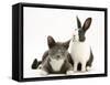 Black-And-White Dutch Rabbit with Oriental Type Cat-Jane Burton-Framed Stretched Canvas