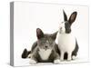 Black-And-White Dutch Rabbit with Oriental Type Cat-Jane Burton-Stretched Canvas