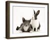 Black-And-White Dutch Rabbit with Oriental Type Cat-Jane Burton-Framed Photographic Print