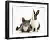 Black-And-White Dutch Rabbit with Oriental Type Cat-Jane Burton-Framed Photographic Print