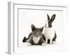 Black-And-White Dutch Rabbit with Oriental Type Cat-Jane Burton-Framed Photographic Print