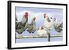 Black and White Hens 1-Janet Pidoux-Framed Giclee Print