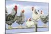 Black and White Hens 1-Janet Pidoux-Mounted Giclee Print