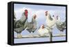 Black and White Hens 1-Janet Pidoux-Framed Stretched Canvas
