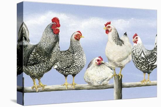 Black and White Hens 1-Janet Pidoux-Stretched Canvas