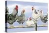 Black and White Hens 1-Janet Pidoux-Stretched Canvas