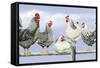 Black and White Hens 1-Janet Pidoux-Framed Stretched Canvas