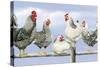 Black and White Hens 1-Janet Pidoux-Stretched Canvas