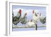 Black and White Hens 1-Janet Pidoux-Framed Giclee Print