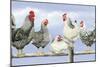 Black and White Hens 1-Janet Pidoux-Mounted Giclee Print