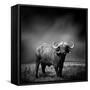 Black and White Image of A Buffalo-byrdyak-Framed Stretched Canvas