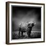 Black and White Image of A Buffalo-byrdyak-Framed Photographic Print