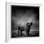 Black and White Image of A Buffalo-byrdyak-Framed Photographic Print