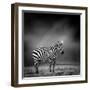 Black and White Image of A Zebra-byrdyak-Framed Photographic Print