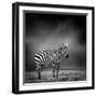 Black and White Image of A Zebra-byrdyak-Framed Photographic Print